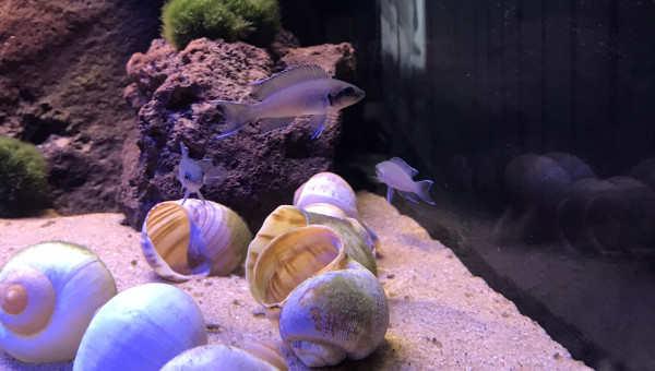 Neolamprologus brichardi