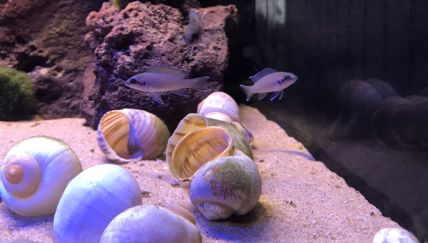 Neolamprologus brichardi