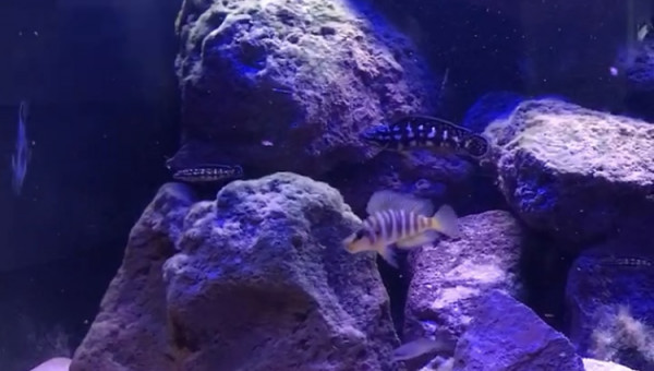 Altolamprologus compressiceps kilima avec julidochromis sp kombe et sont bb