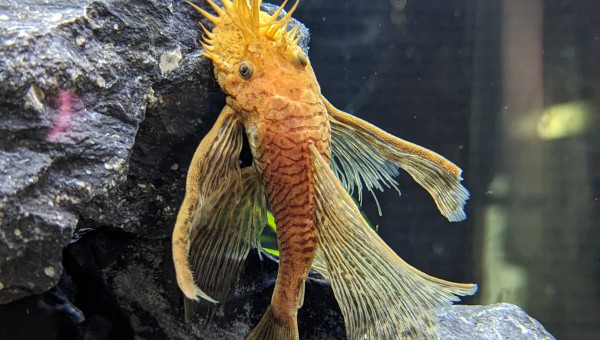 Ancistrus Super Red voile ( Mâle )