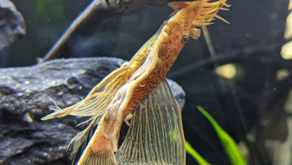 Ancistrus Super Red voile ( Mâle )