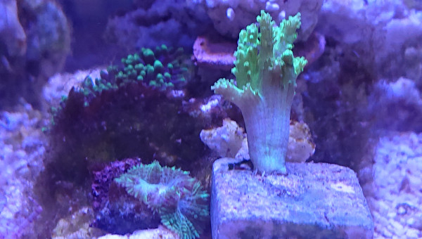 Bouture de sinaluria flebilix jaune fluo