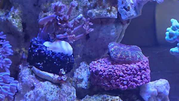 Clavularia et Discosoma