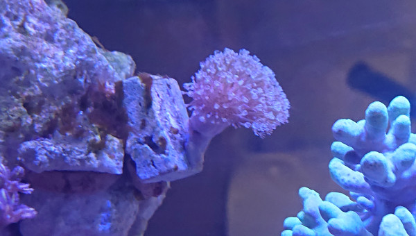 Bouture sarcophyton à longue polypes blanches