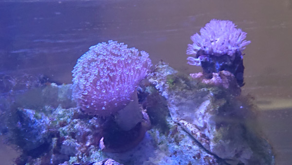 Sarcophyton et coraux cuir inconnu