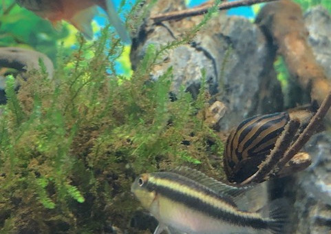 Pelmato Male et deux escargots Meritina