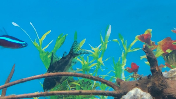 1 Corydoris 10 Néons