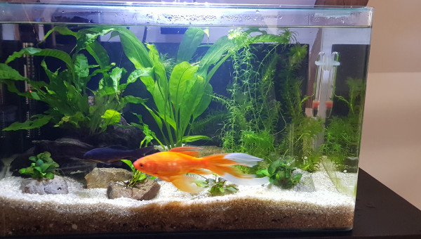 Renouvellement d'eau et petit nettoyage