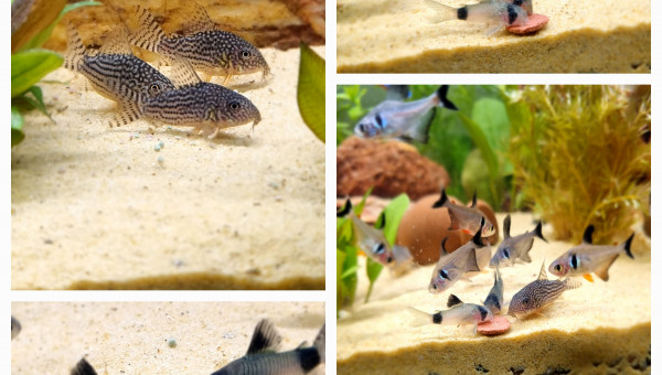 Mes bb à l'heure du repas ce soir