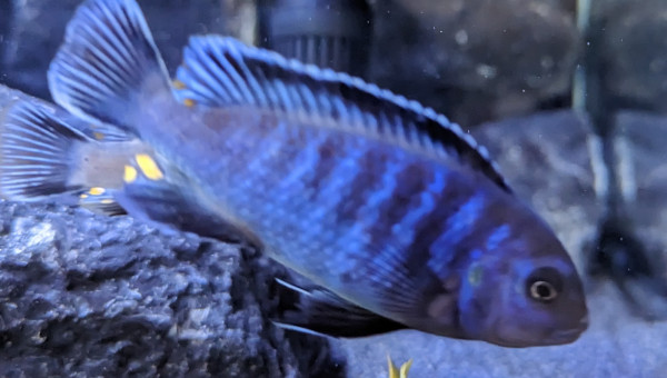 Bac cichlidé - 375 Litres