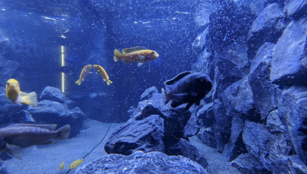 Bac cichlidé - 375 Litres