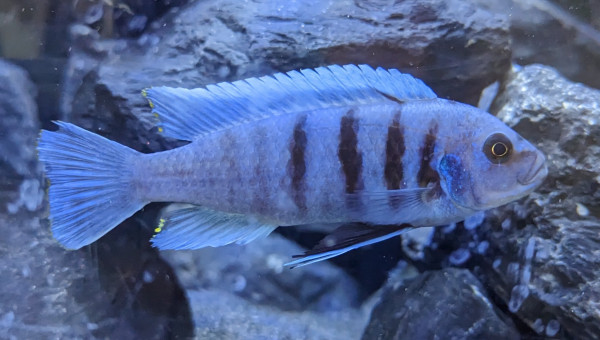 Bac cichlidé - 375 Litres