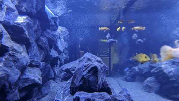 Bac cichlidé - 375 Litres