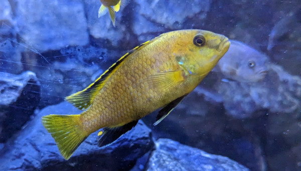 Bac cichlidé - 375 Litres