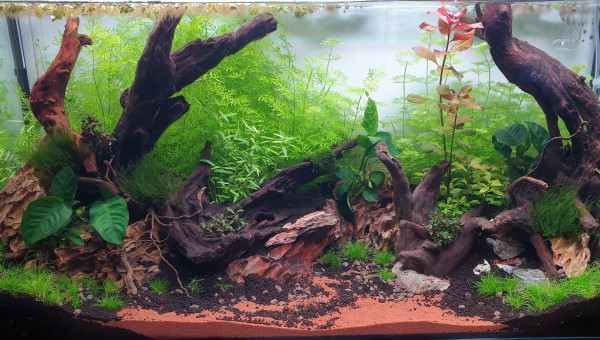 Semaine 5 (+Anubias)