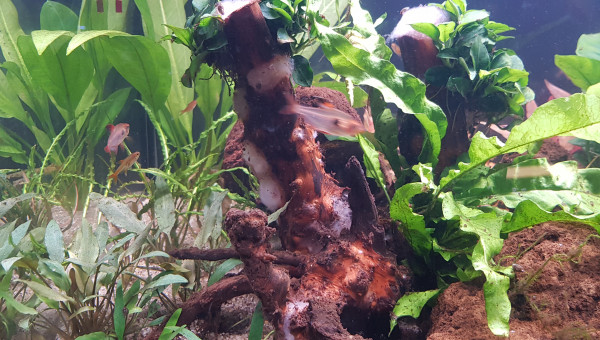 Introduction des premiers poissons