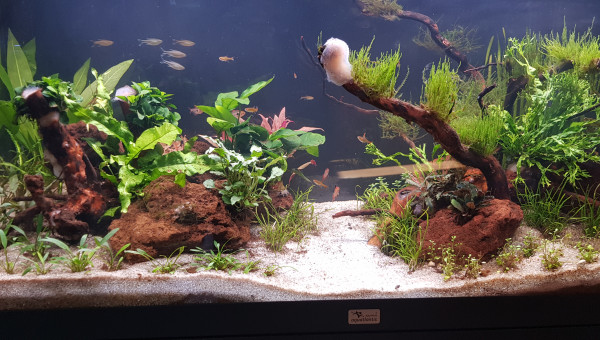 Introduction des premiers poissons