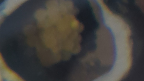 Ponte de mes Ancistrus SP Super Red Voile