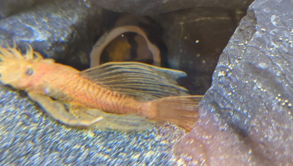 Ponte de mes Ancistrus SP Super Red Voile