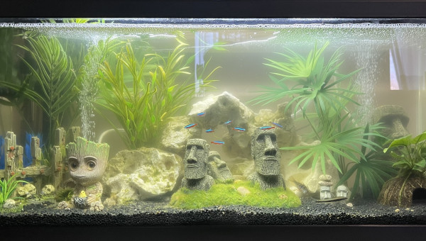 Éclairage plantes + Led