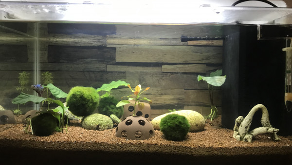 Evolution du Home 25