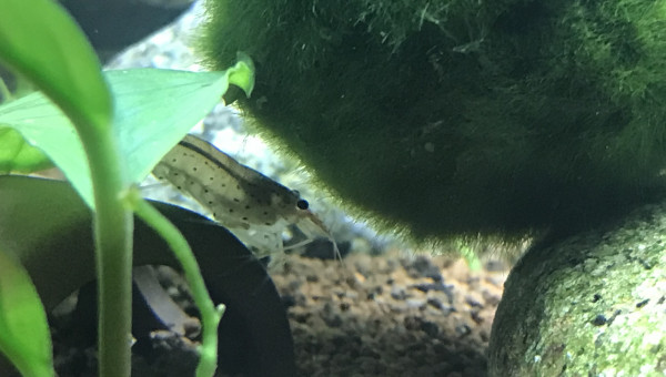 Evolution du Home 25