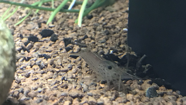 Evolution du Home 25