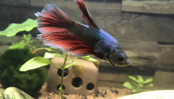 Evolution du Home 25