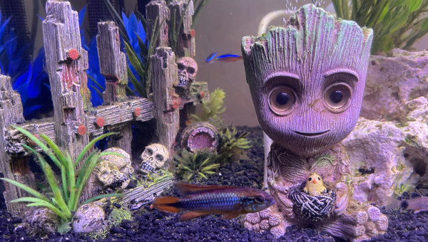 apistogramma agassizii