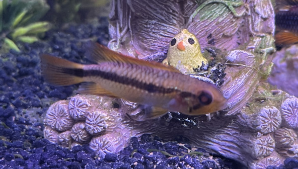 apistogramma agassizii Femelle
