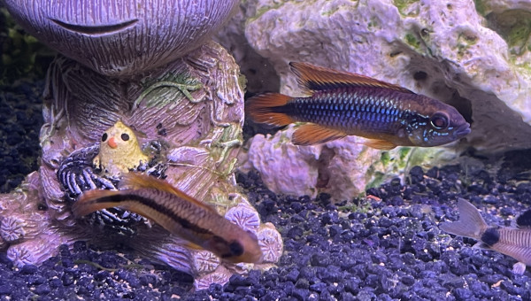 apistogramma agassizii En couple