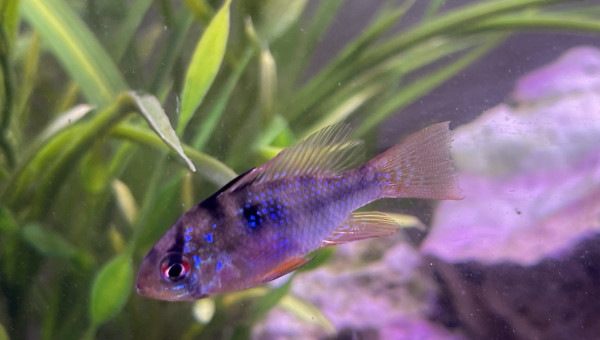 Mikrogeophagus ramirezi Femelle dit Louloutte