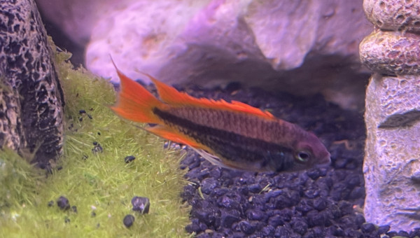 Apistogramma Cacatuiodes orange Mâle dit Rocker