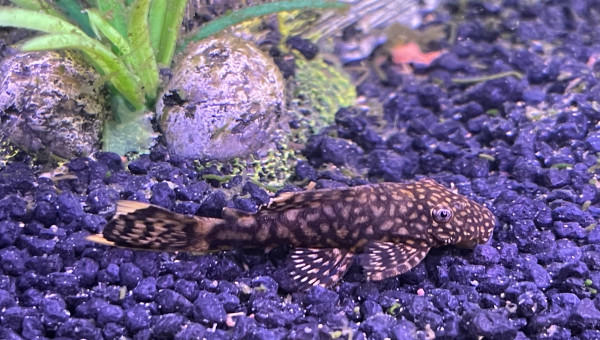 Ancistrus léopard dit Jean Pierre Paul Jacques