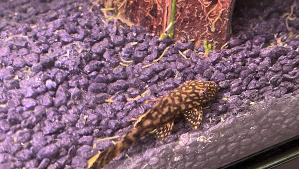 Ancistrus léopard dit Jean Pierre Paul Jacques