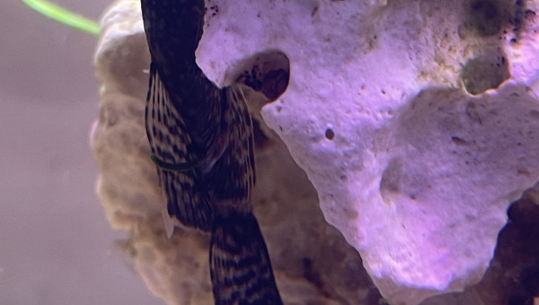 Ancistrus voile femelle dit Coco