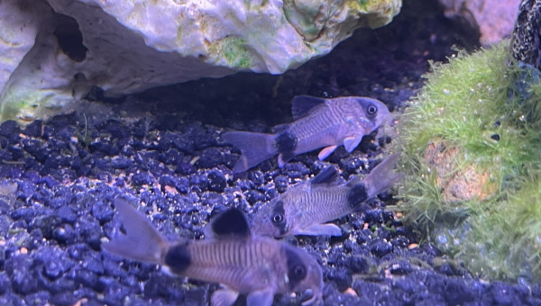Corydoras Panda dit  Meilin Lee Po et Ranma