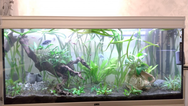 aquarium après quelques améliorations