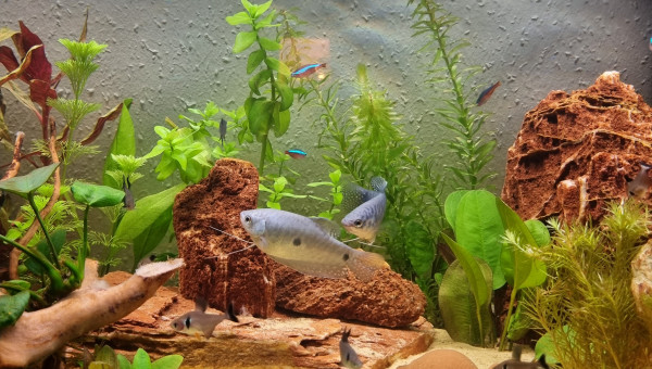 Gourami bleu