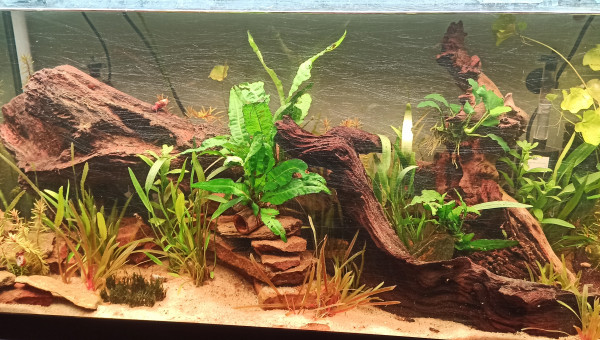 100L Diminutus - MAJ Photos