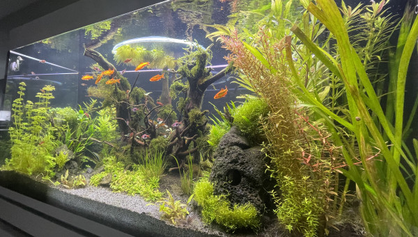 Taille  après deux mois d’absence