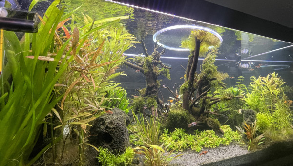 Taille  après deux mois d’absence