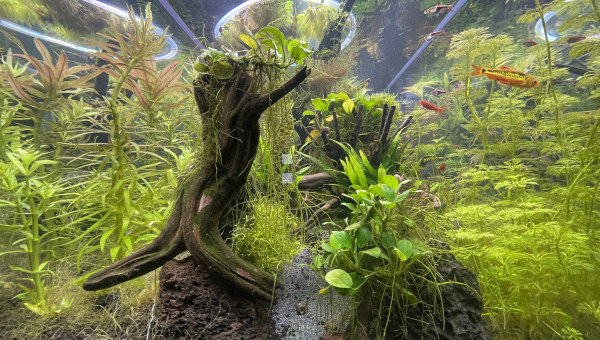 Taille  après deux mois d’absence