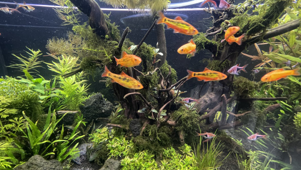 Taille  après deux mois d’absence