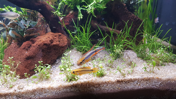 Apistogramma Agassizii - Couple