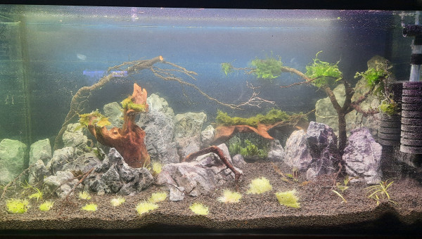 1er jour (mise en eau)