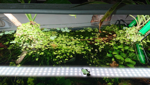 Les support 100% végétale de mes plantes en trempette .