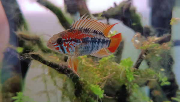 Red le magnifique... Ou Red la terreur...