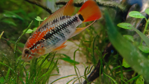 Red le magnifique... Ou Red la terreur...