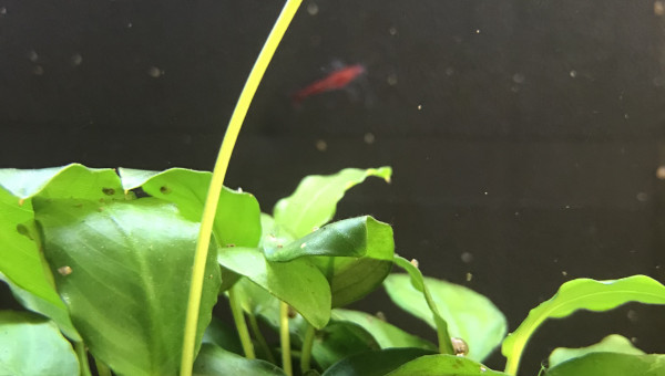 Attente floraison anubia